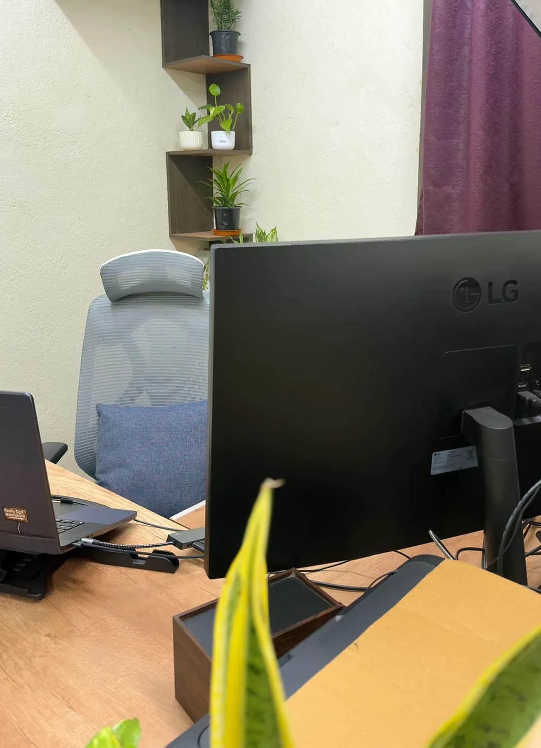 A snake-plant leaf in front of a monitor's back, with an empty mesh chair and a corner shelf of potted plants behind it, Kolkata, India