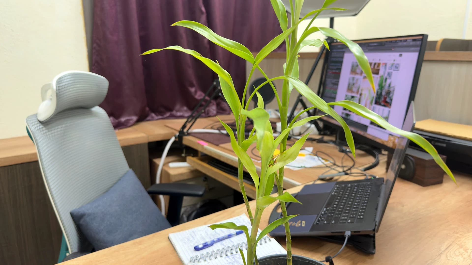 A tall green plant on a desk in front of an open spiral notebook, a laptop and a monitor, with an empty grey chair beside it, Kolkata, India