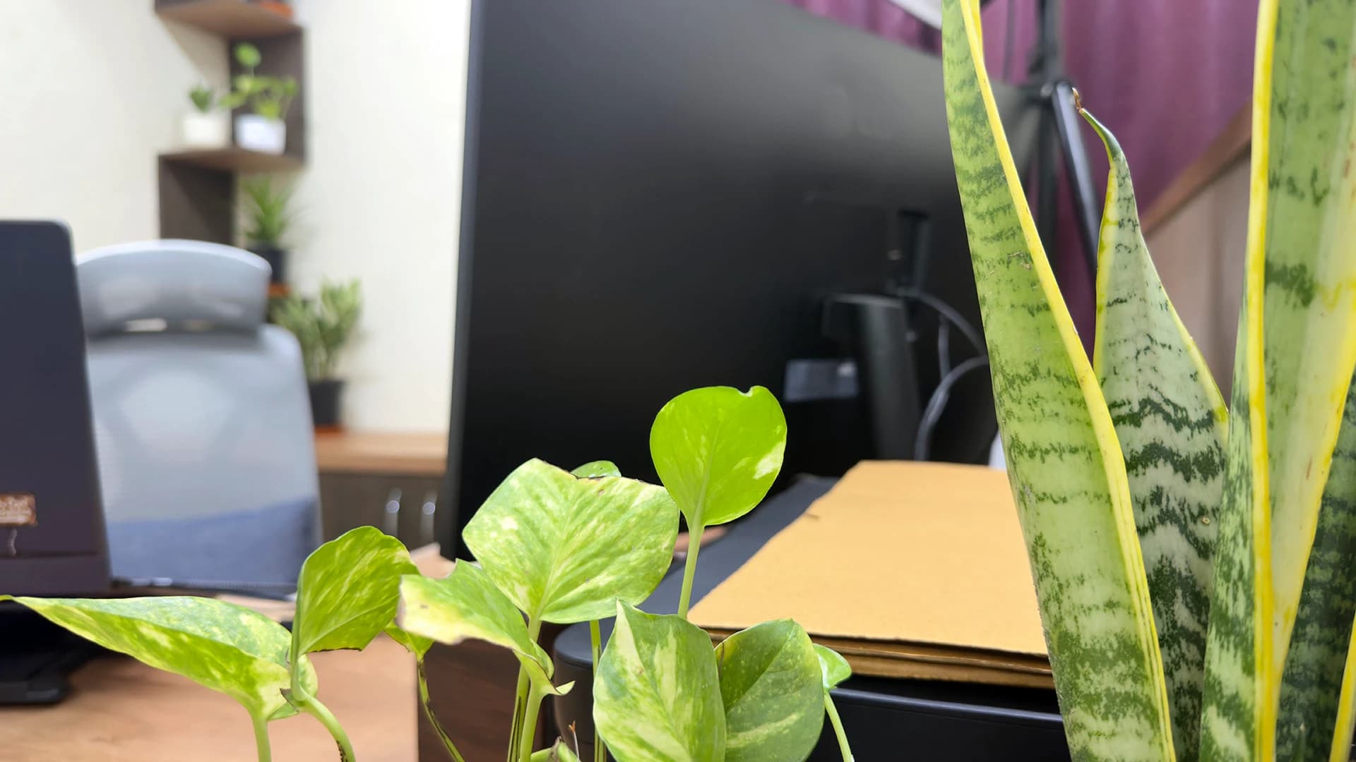 Two plants on my desk with the monitor just behind them, Kolkata, India
