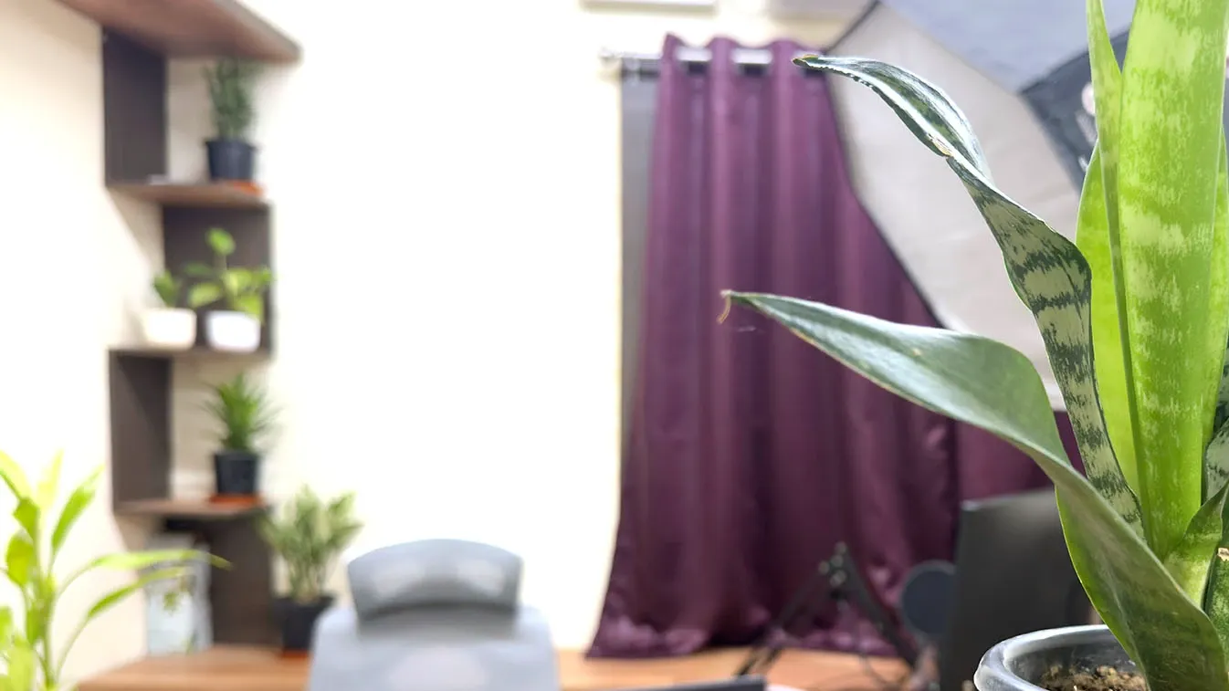 A corner of the office in Kolkata, India: a plant shelf, an empty chair and a purple curtain behind a snake plant