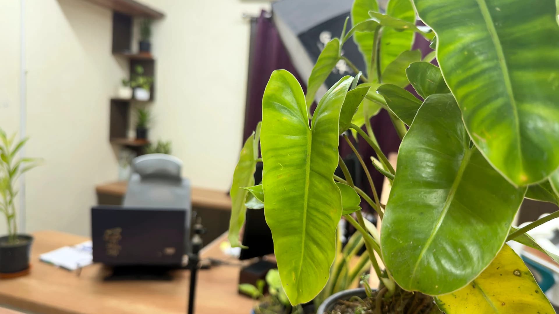 A broad-leafed plant right in front of the camera, a raised laptop and a grey office chair blurred behind it, Kolkata, India