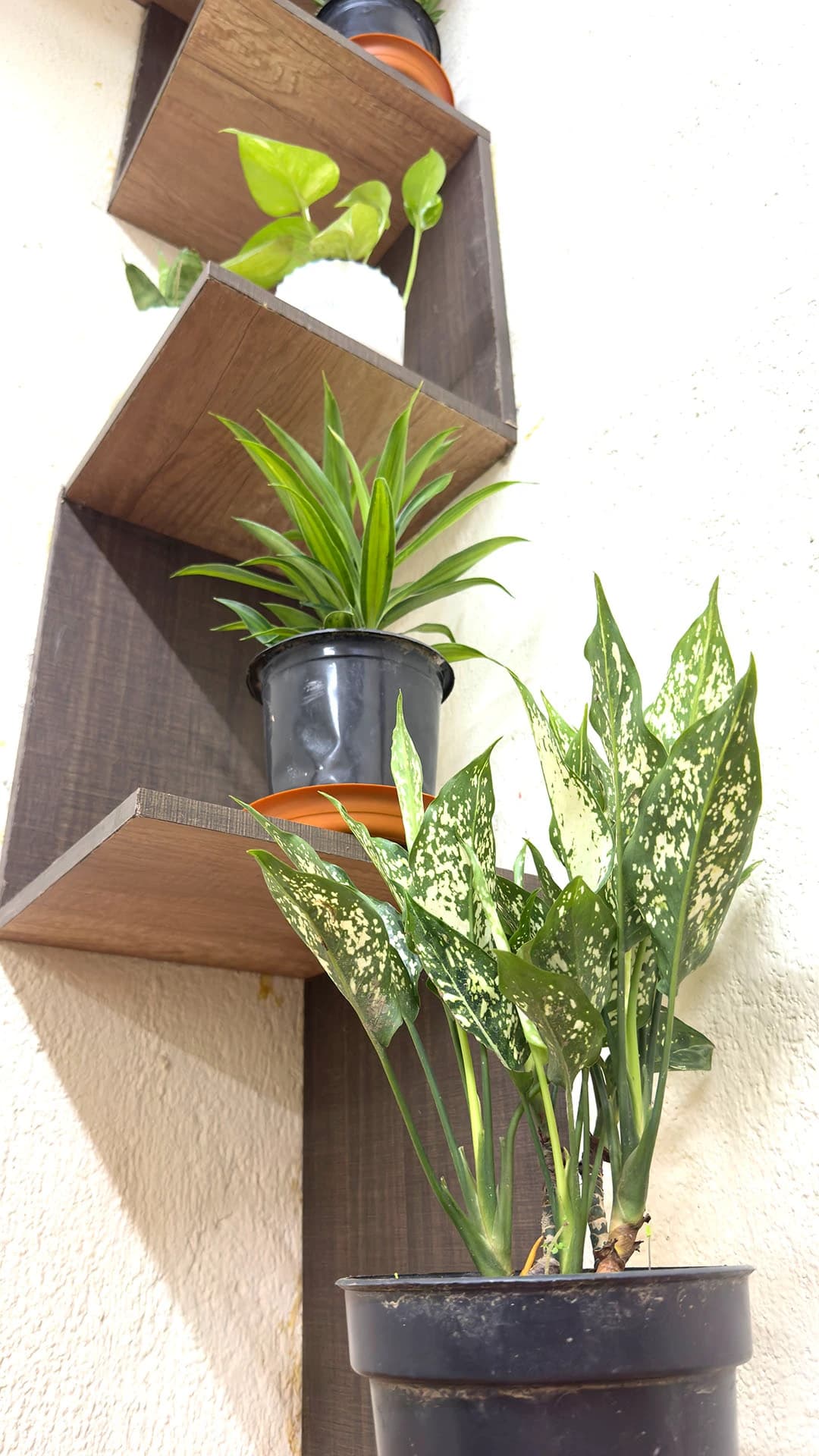 Potted plants along a zigzag wooden shelf on an office wall, Kolkata, India